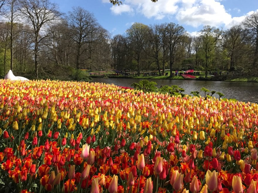 Keukenhof, il parco aperto solo due mesi 