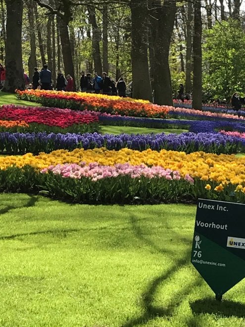 Keukenhof, il parco aperto solo due mesi 