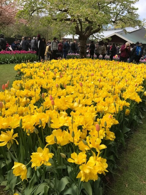 Keukenhof, il parco aperto solo due mesi 