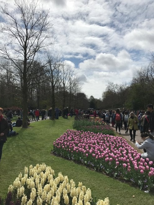Keukenhof, il parco aperto solo due mesi 
