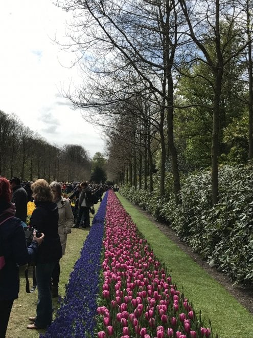 Keukenhof, il parco aperto solo due mesi 