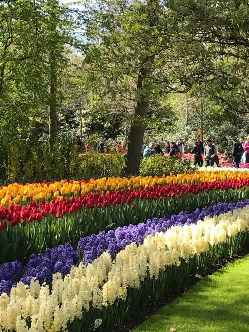 Keukenhof, il parco aperto solo due mesi 