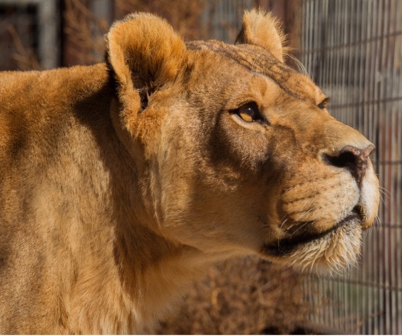 Usa, Lion's Gate Sanctuary: la riserva che ha ucciso i suoi animali