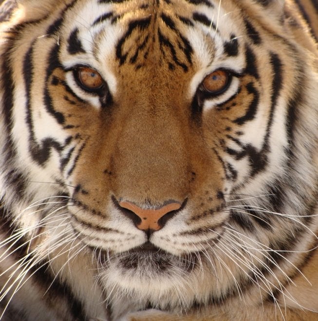 Usa, Lion's Gate Sanctuary: la riserva che ha ucciso i suoi animali