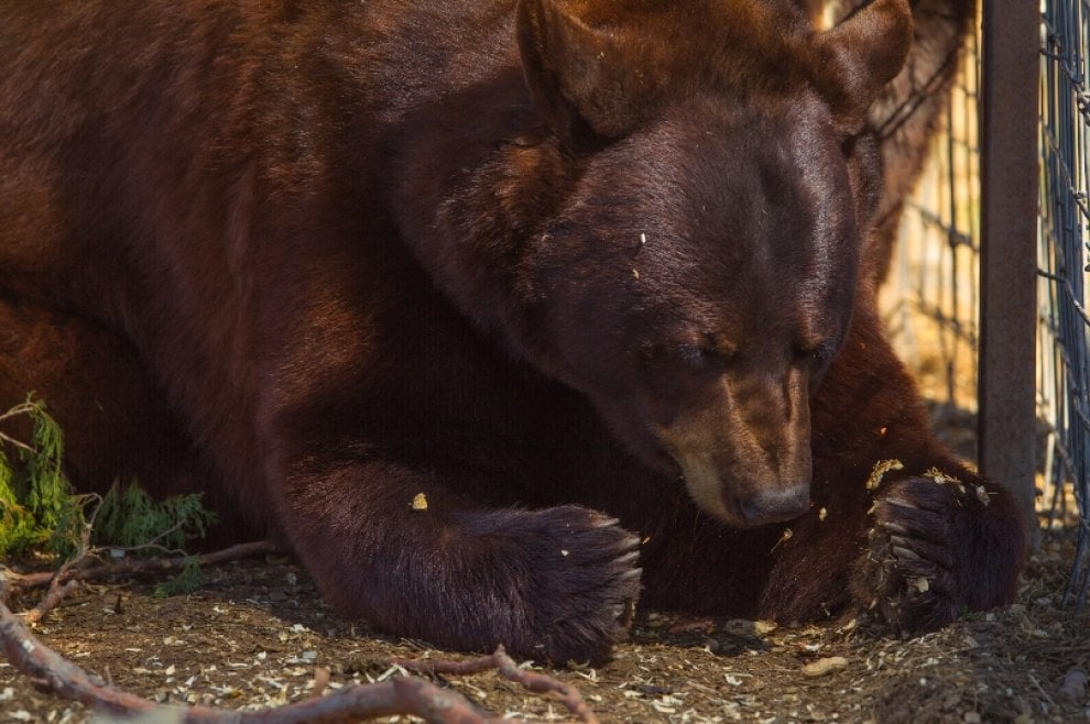 Usa, Lion's Gate Sanctuary: la riserva che ha ucciso i suoi animali