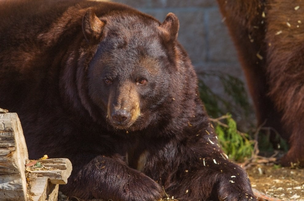 Usa, Lion's Gate Sanctuary: la riserva che ha ucciso i suoi animali