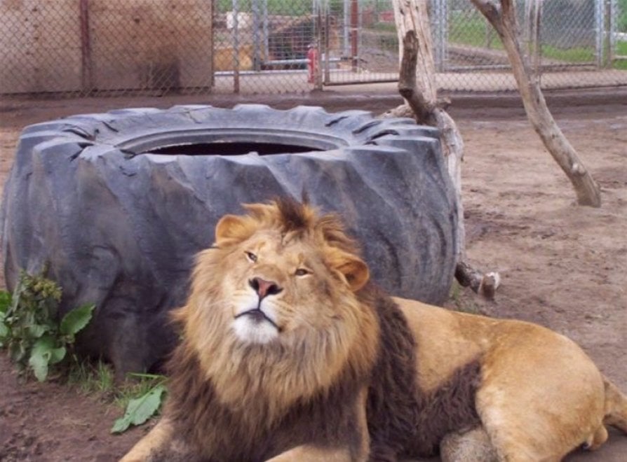 Usa, Lion's Gate Sanctuary: la riserva che ha ucciso i suoi animali