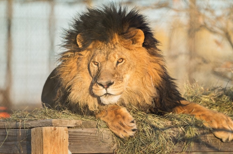 Usa, Lion's Gate Sanctuary: la riserva che ha ucciso i suoi animali