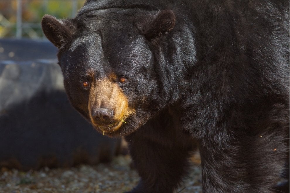 Usa, Lion's Gate Sanctuary: la riserva che ha ucciso i suoi animali
