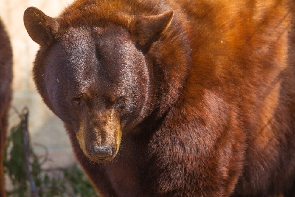 Usa, Lion's Gate Sanctuary: la riserva che ha ucciso i suoi animali