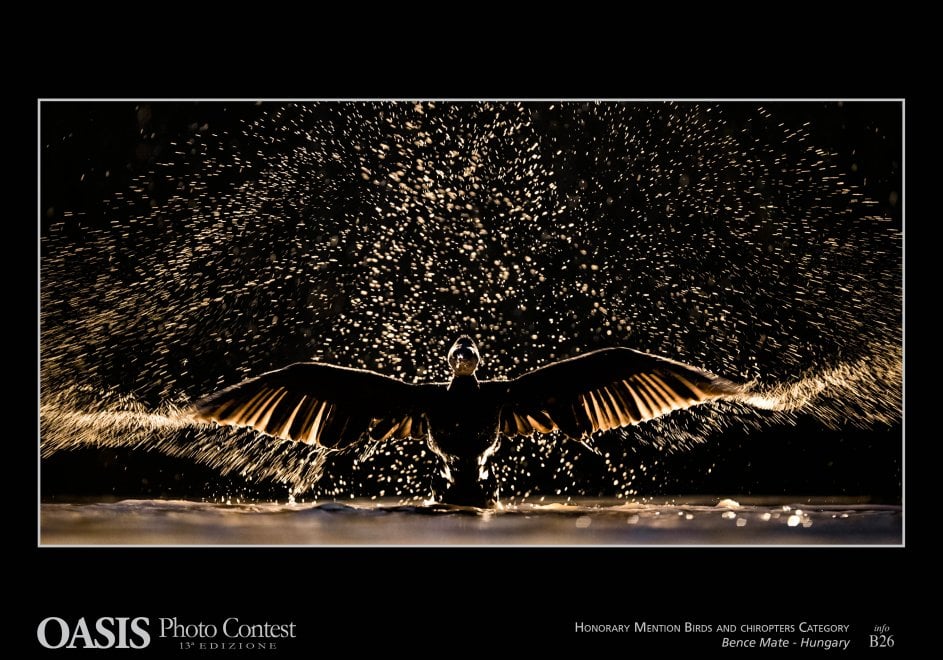 Oasis Photocontest, tutti i premiati della 13esima edizione