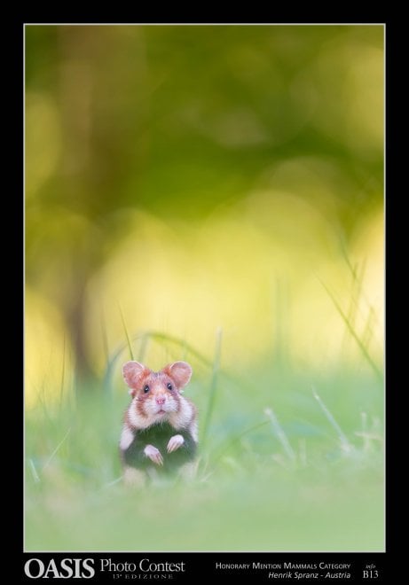 Oasis Photocontest, tutti i premiati della 13esima edizione