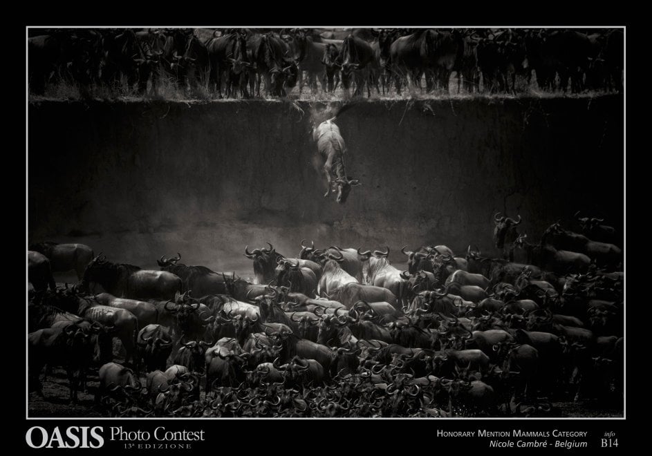 Oasis Photocontest, tutti i premiati della 13esima edizione
