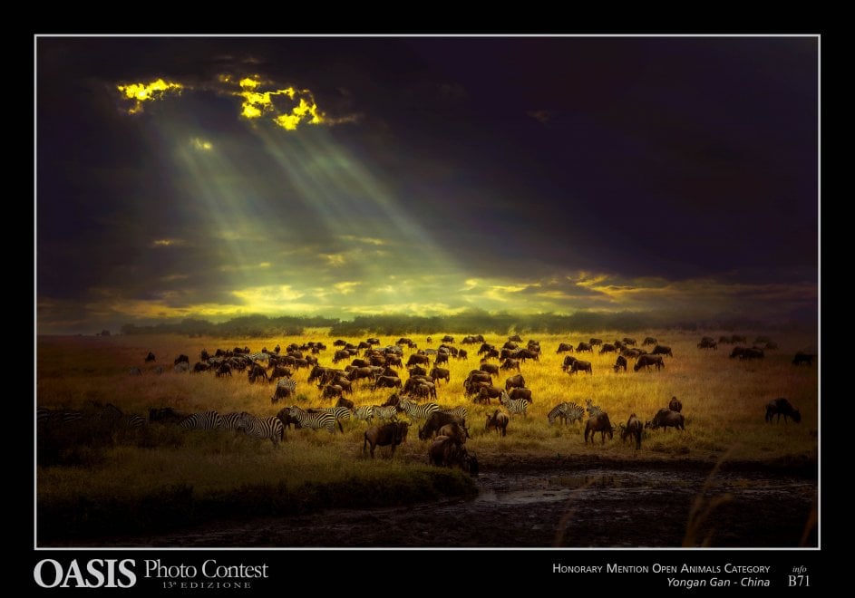 Oasis Photocontest, tutti i premiati della 13esima edizione