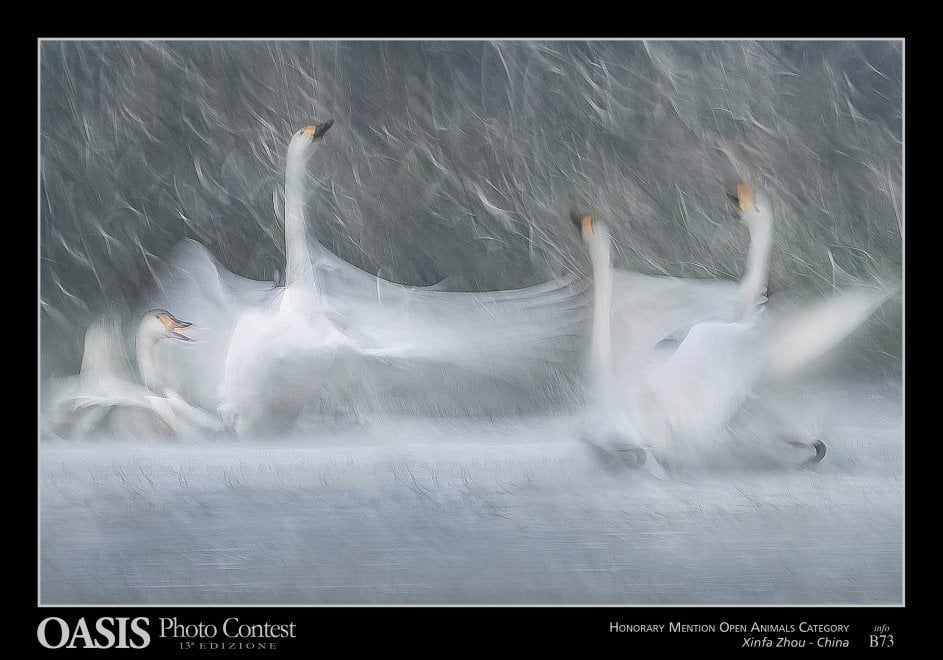 Oasis Photocontest, tutti i premiati della 13esima edizione