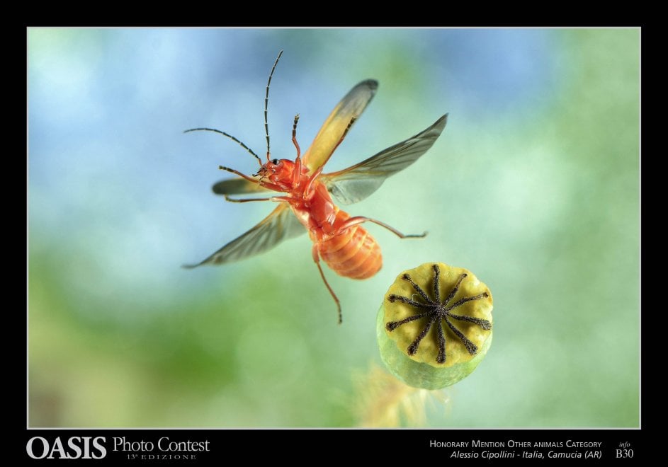 Oasis Photocontest, tutti i premiati della 13esima edizione