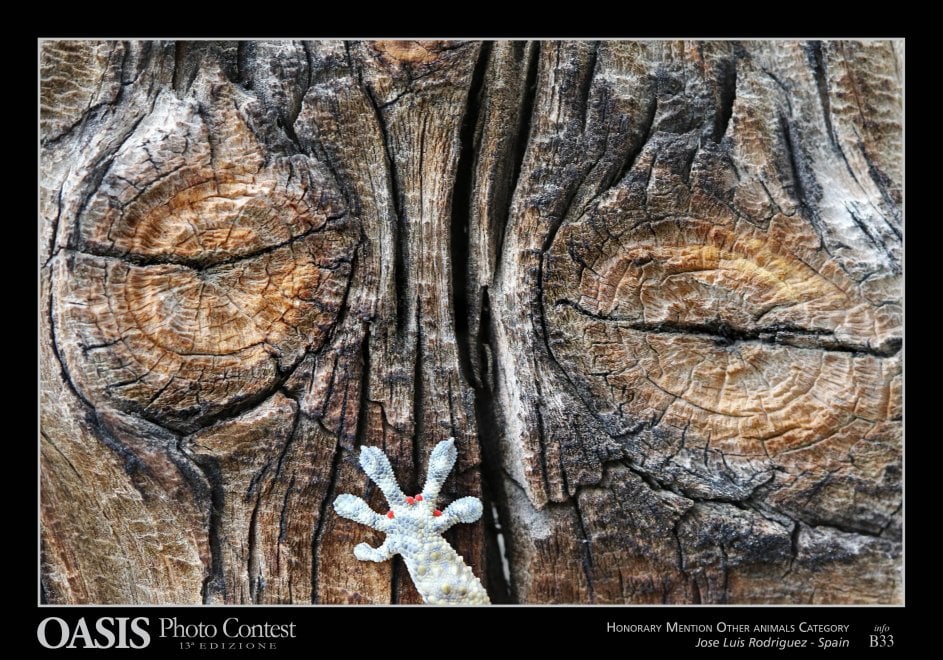 Oasis Photocontest, tutti i premiati della 13esima edizione