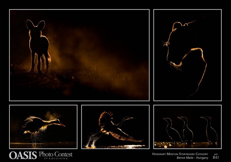 Oasis Photocontest, tutti i premiati della 13esima edizione