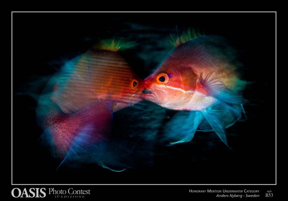 Oasis Photocontest, tutti i premiati della 13esima edizione
