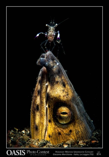 Oasis Photocontest, tutti i premiati della 13esima edizione