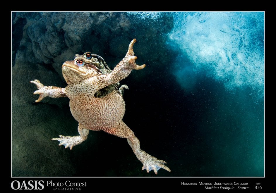 Oasis Photocontest, tutti i premiati della 13esima edizione