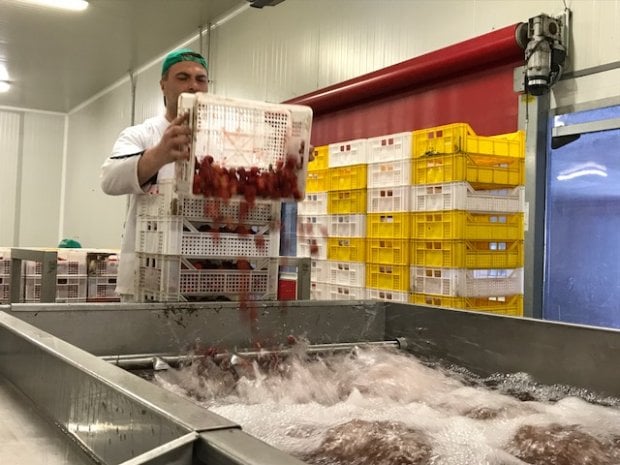 Dalla Bulgaria ad Asiago, il lungo viaggio delle fragole