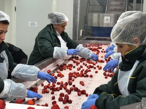 Dalla Bulgaria ad Asiago, il lungo viaggio delle fragole