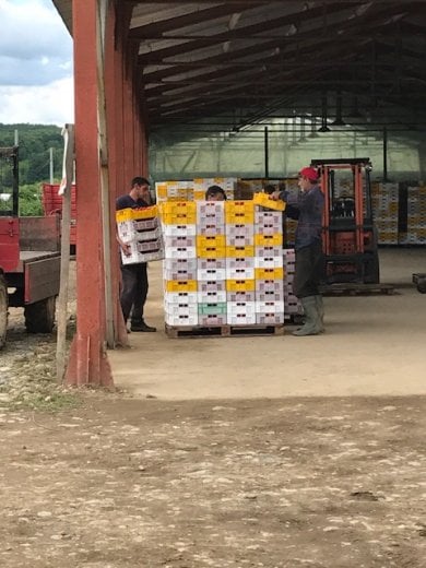 Dalla Bulgaria ad Asiago, il lungo viaggio delle fragole