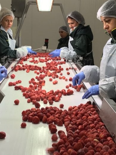 Dalla Bulgaria ad Asiago, il lungo viaggio delle fragole