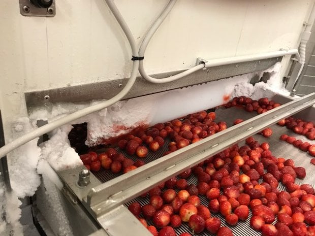 Dalla Bulgaria ad Asiago, il lungo viaggio delle fragole