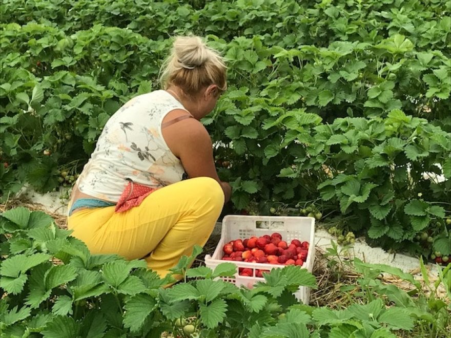 Dalla Bulgaria ad Asiago, il lungo viaggio delle fragole