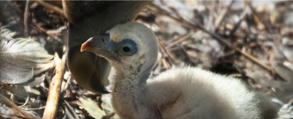 Olanda, sopresa allo zoo: avvoltoi gay covano l'uovo abbandonato e diventano papà