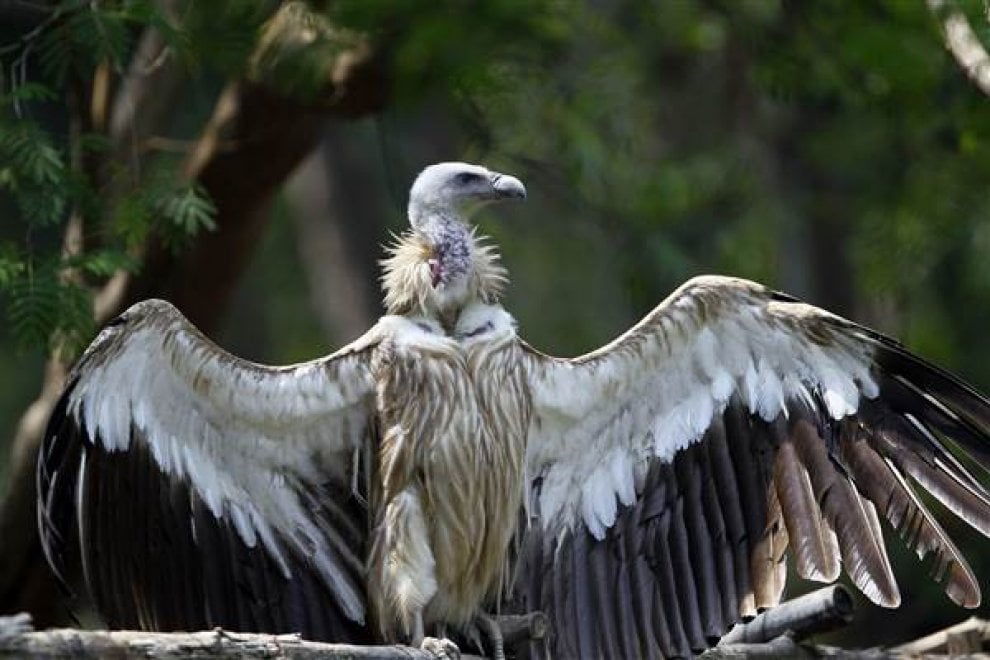 Olanda, sopresa allo zoo: avvoltoi gay covano l'uovo abbandonato e diventano papà