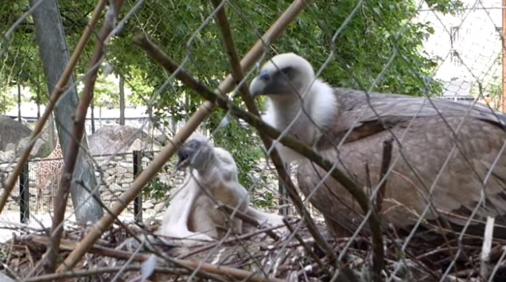 Olanda, sopresa allo zoo: avvoltoi gay covano l'uovo abbandonato e diventano papà