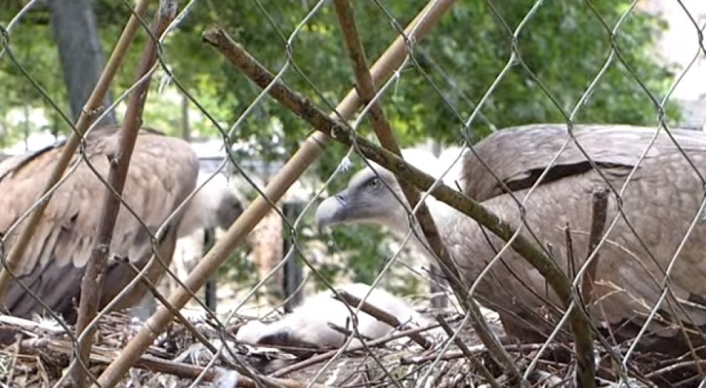 Olanda, sopresa allo zoo: avvoltoi gay covano l'uovo abbandonato e diventano papà