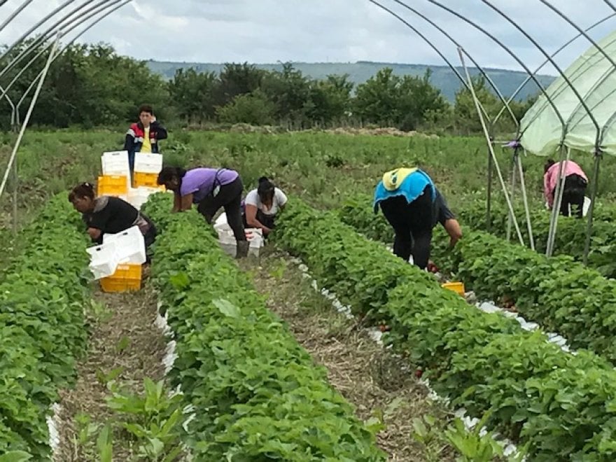 Dalla Bulgaria ad Asiago, il lungo viaggio delle fragole