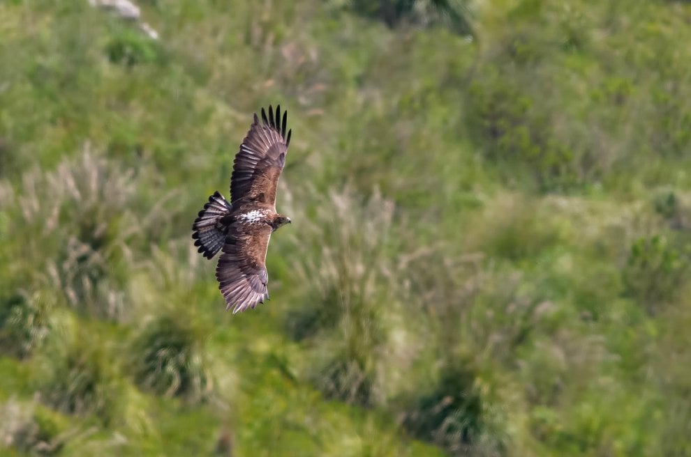 ''Chiamami aquila'', ma con il Gps