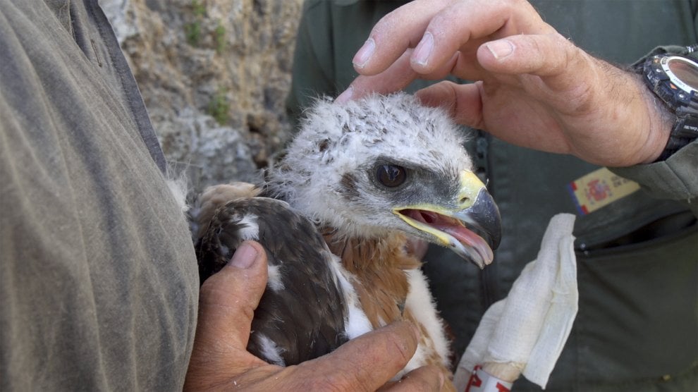 ''Chiamami aquila'', ma con il Gps