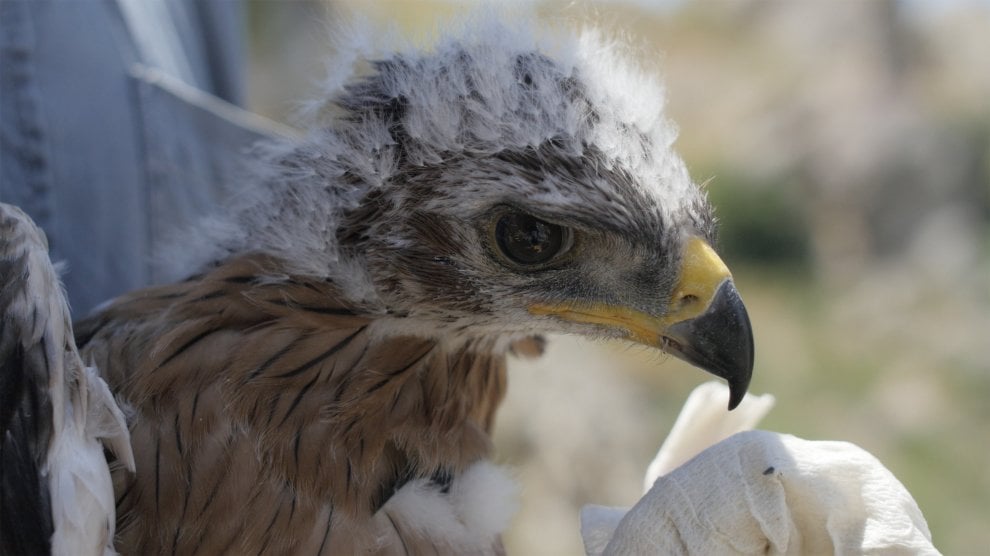 ''Chiamami aquila'', ma con il Gps