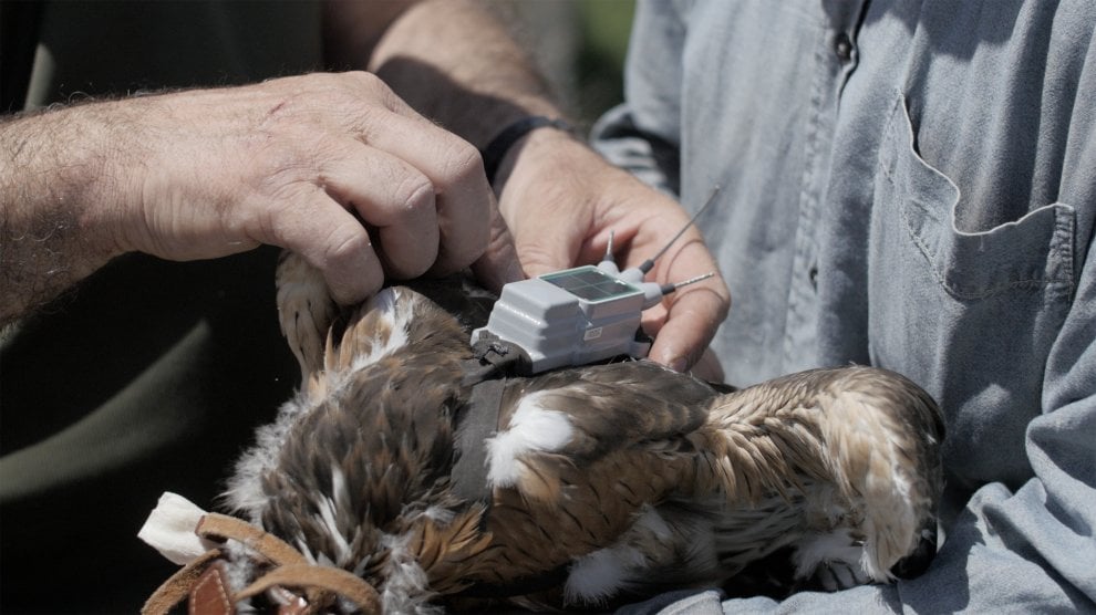 ''Chiamami aquila'', ma con il Gps