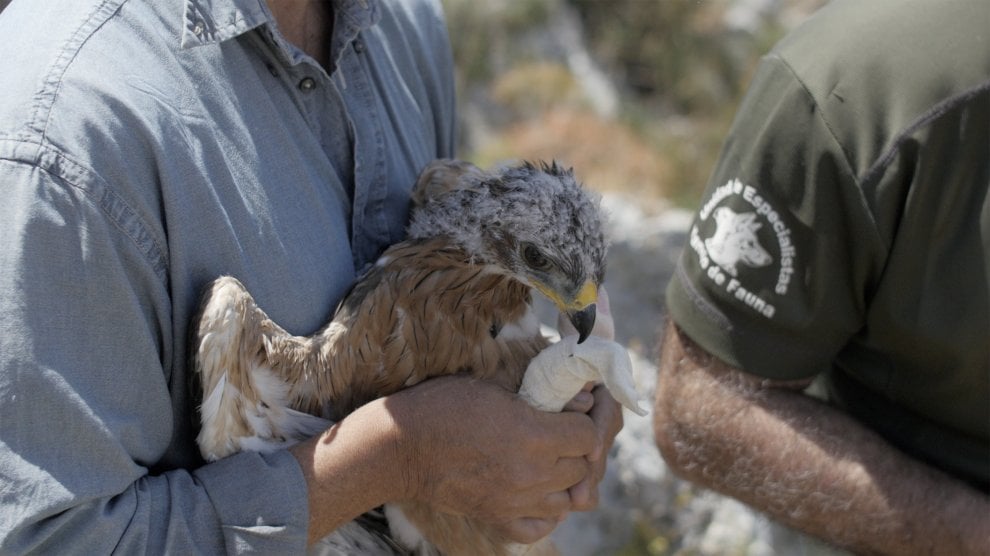''Chiamami aquila'', ma con il Gps