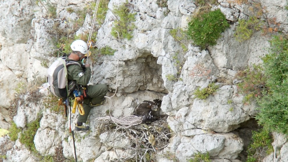 ''Chiamami aquila'', ma con il Gps