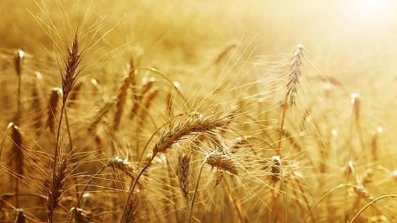 Le coltivazioni biologiche coprono pi&ugrave; del 12% del territorio agricolo nazionale 