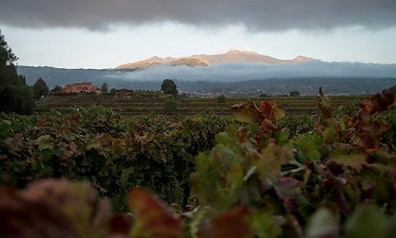 Un panorama della tenuta Murgo
