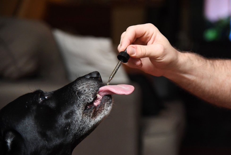 Cannabis terapeutica per gli animali: la nuova sfida del mercato Usa 