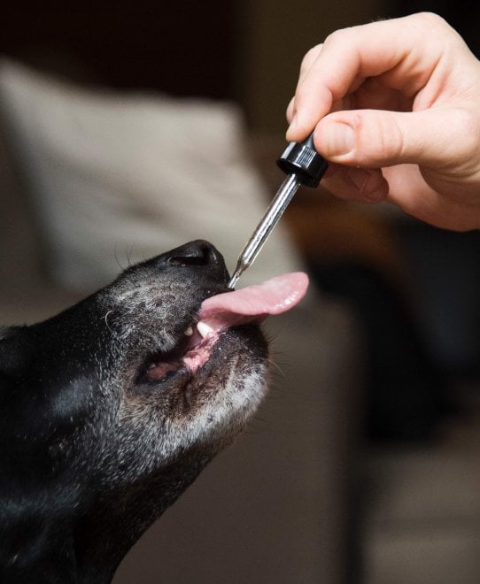 Cannabis terapeutica per gli animali: la nuova sfida del mercato Usa 