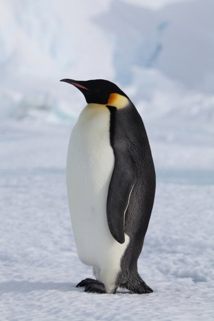 Un futuro incerto per il pinguino imperatore