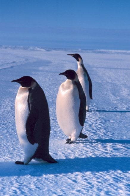 Un futuro incerto per il pinguino imperatore