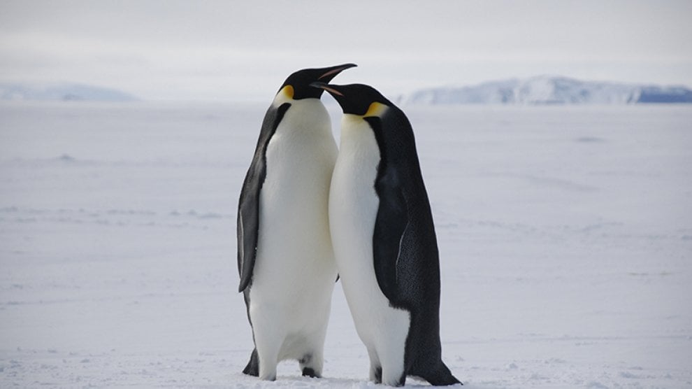 Un futuro incerto per il pinguino imperatore