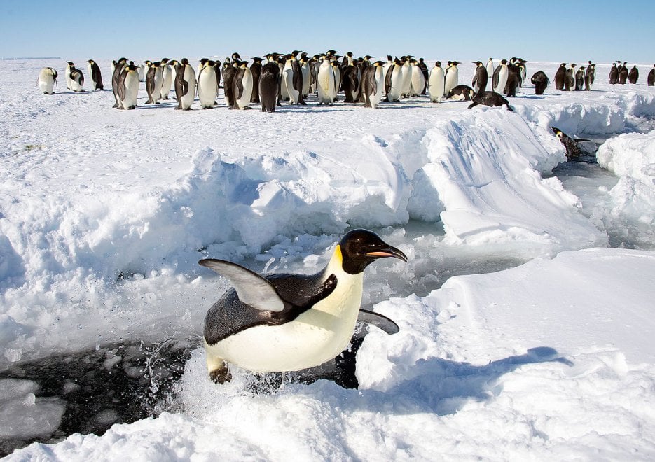 Un futuro incerto per il pinguino imperatore